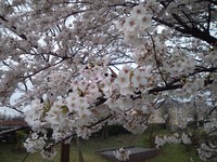 2014桜2.jpg