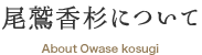 尾鷲香杉について